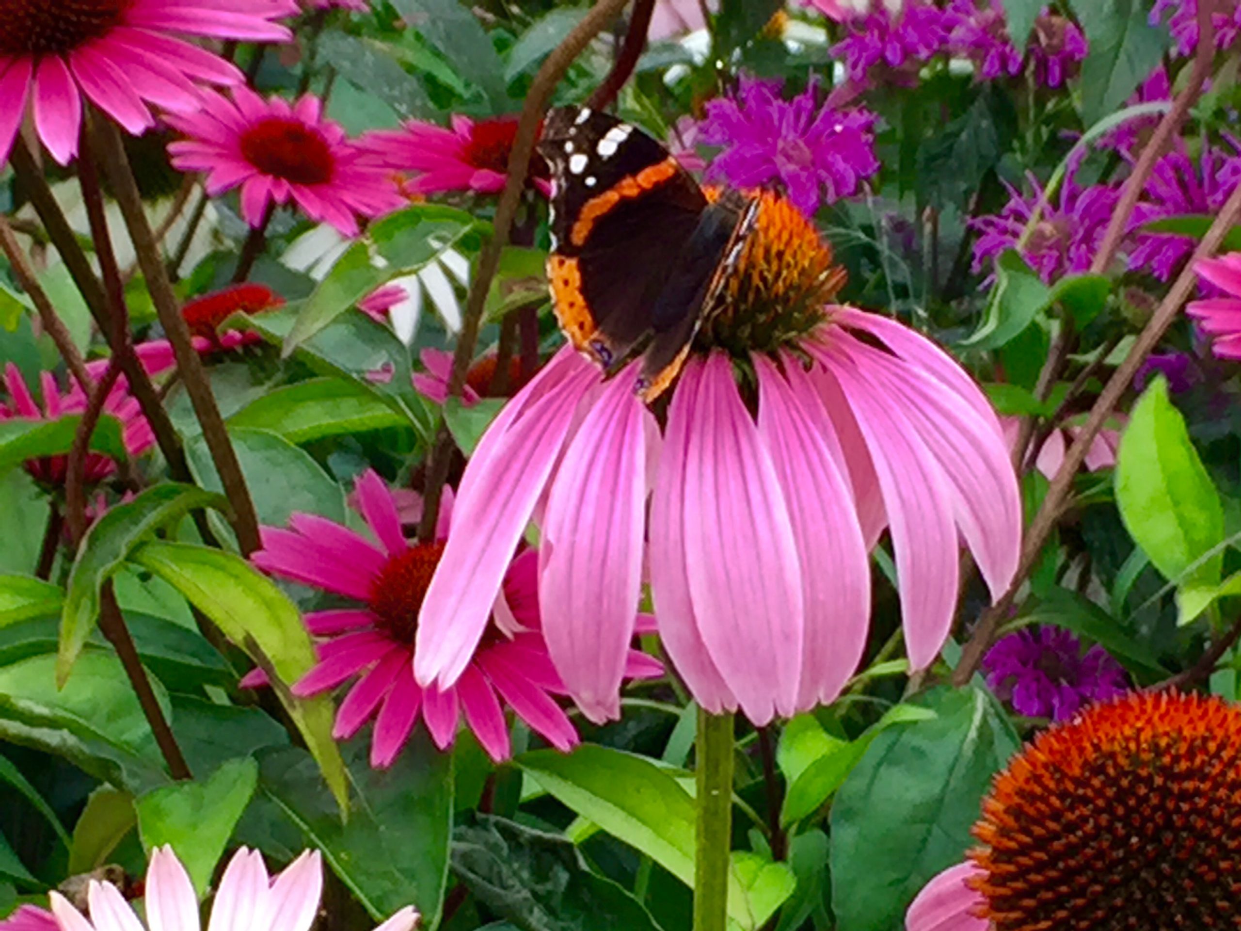 Echinacea